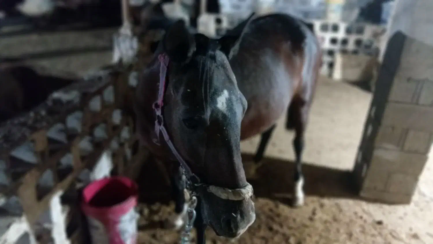 اسب عرب|اسب و تجهیزات اسب‌سواری|امیدیه, |دیوار