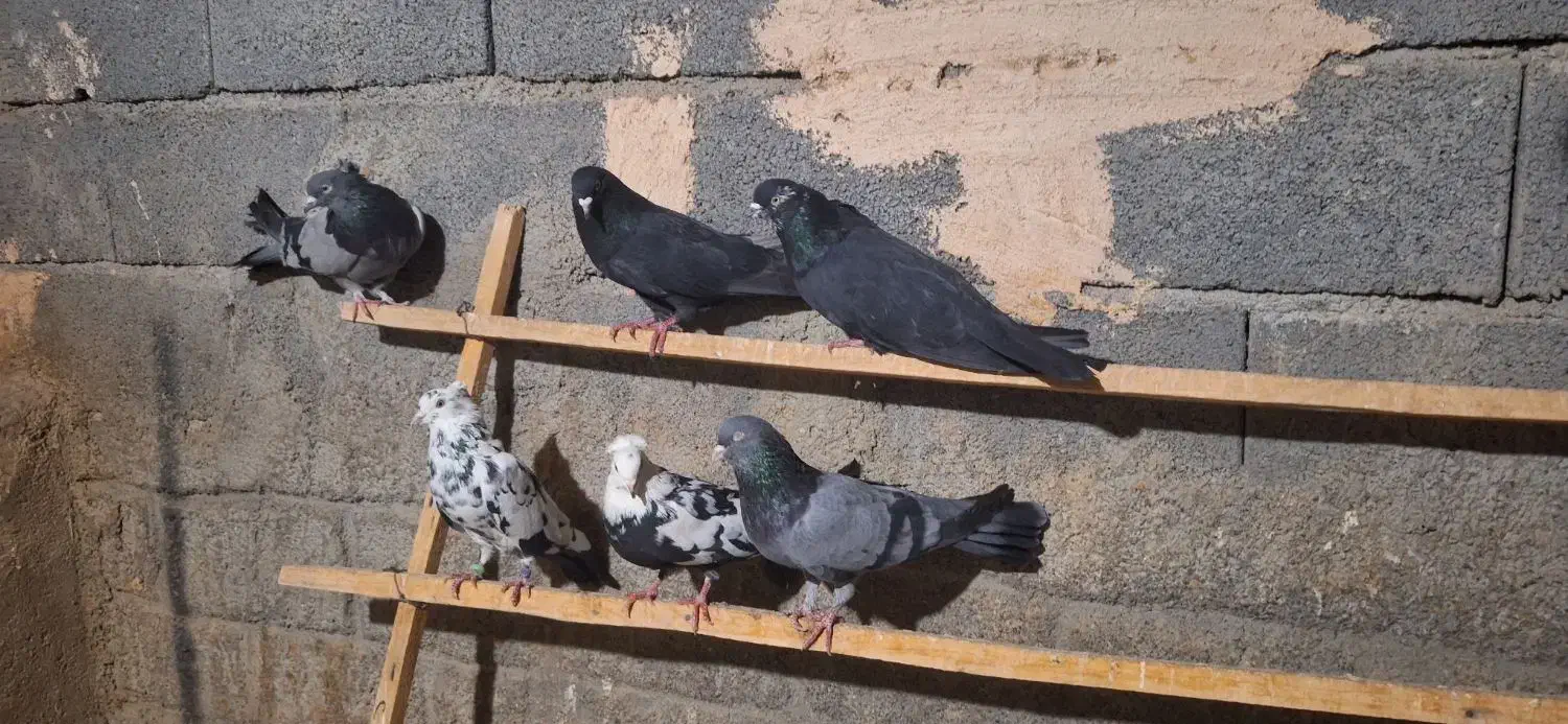 بوم کبوتر اصفهانی مایه کفتر|پرنده|فلاورجان, |دیوار