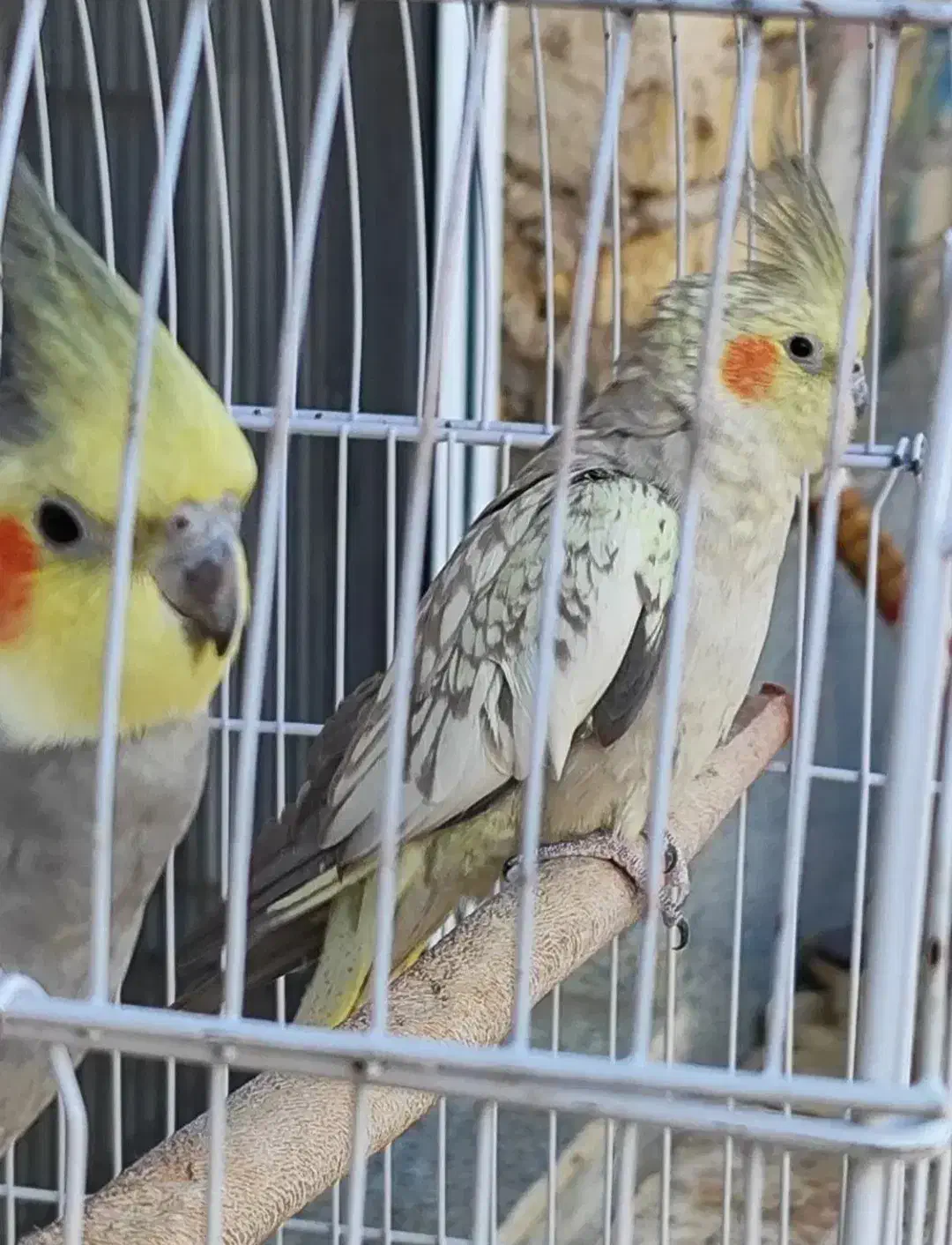 جفت عروس هلندی بالغ جوجه گرفتم معاوضه با قناری|پرنده|صدرا-فارس, فاز ۱|دیوار