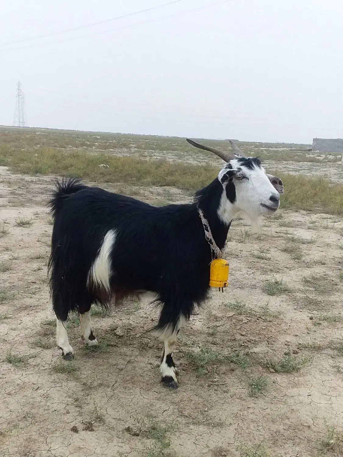 بز آبستن سنگین + بزغاله چاق پاکستانی|حیوانات مزرعه|گنبد کاووس, |دیوار