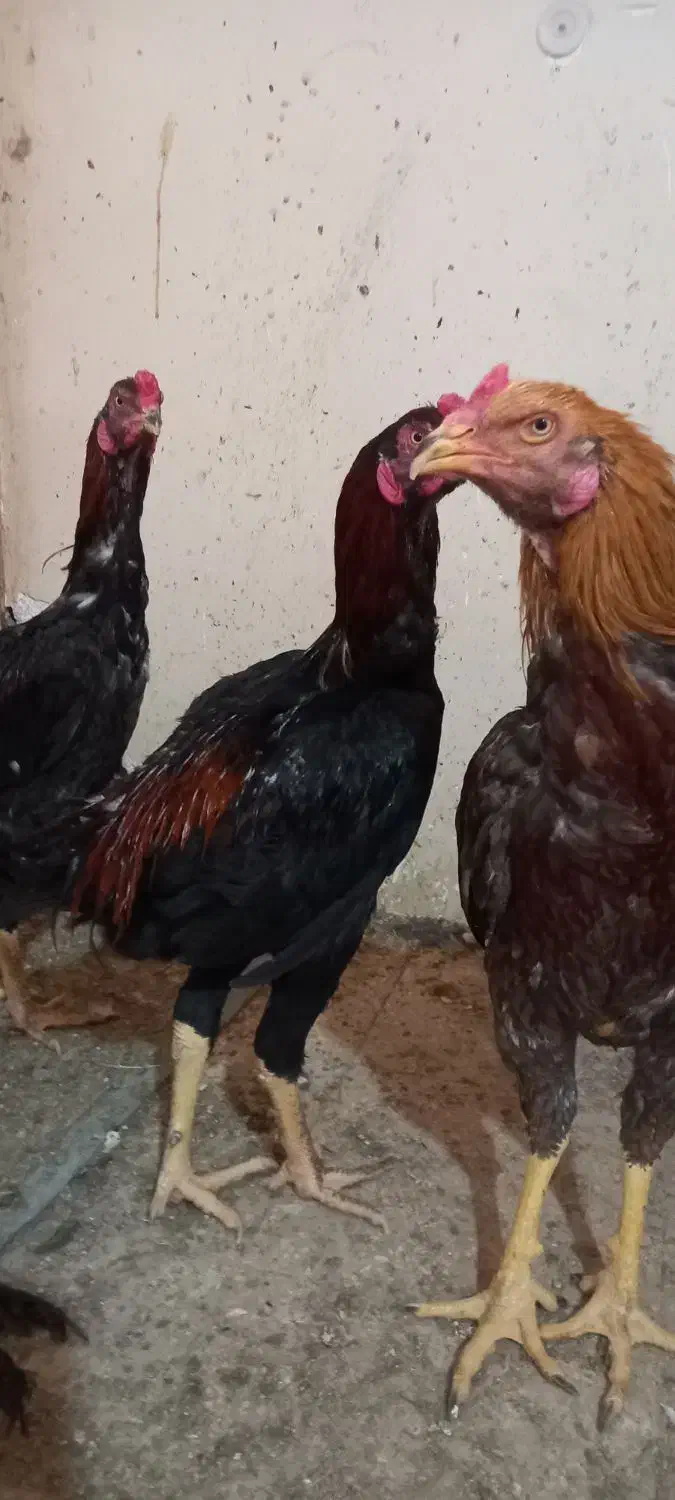 خروس لاری جوان|حیوانات مزرعه|رضویه, |دیوار