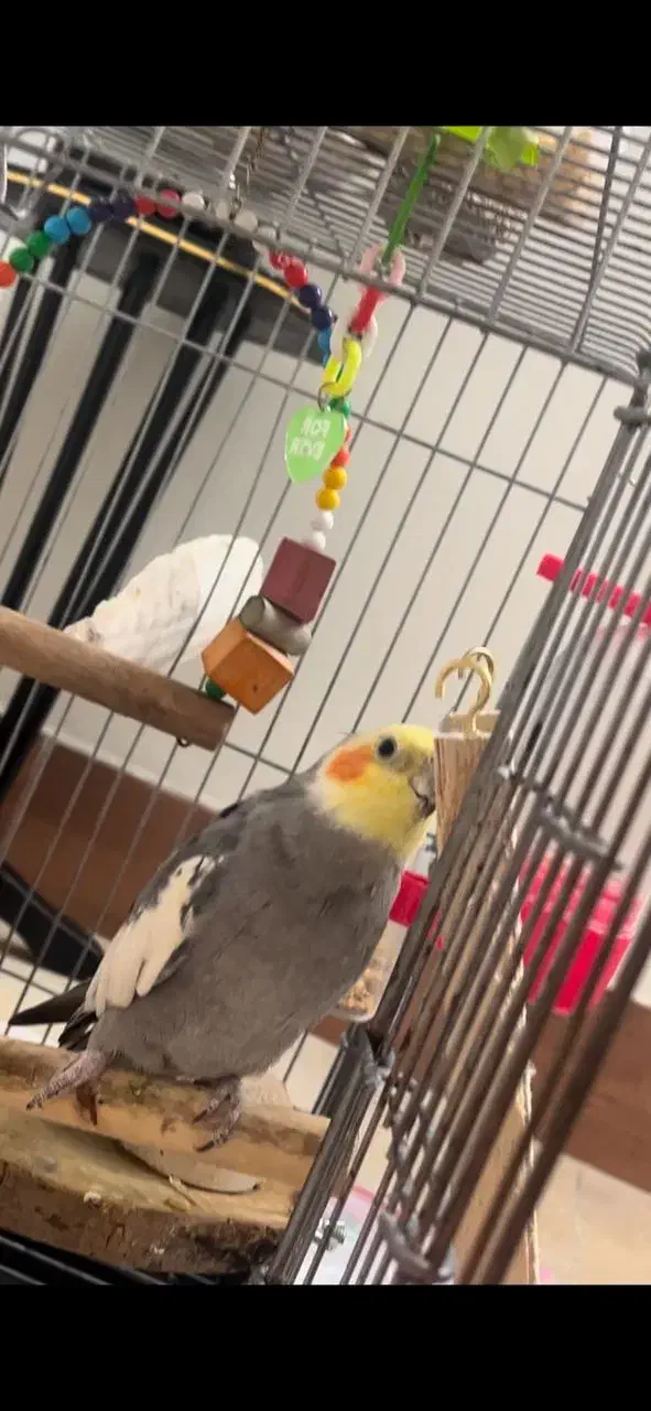 گمشده|حیوانات|اسلامشهر, مظفریه|دیوار