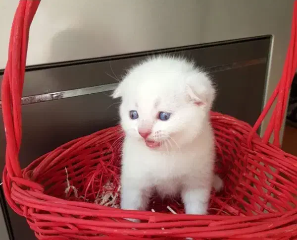 اسکاتیش بیریتیش دابل فلد با اصالت خالص خانگی|گربه|فردیس, شهرک ناز|دیوار