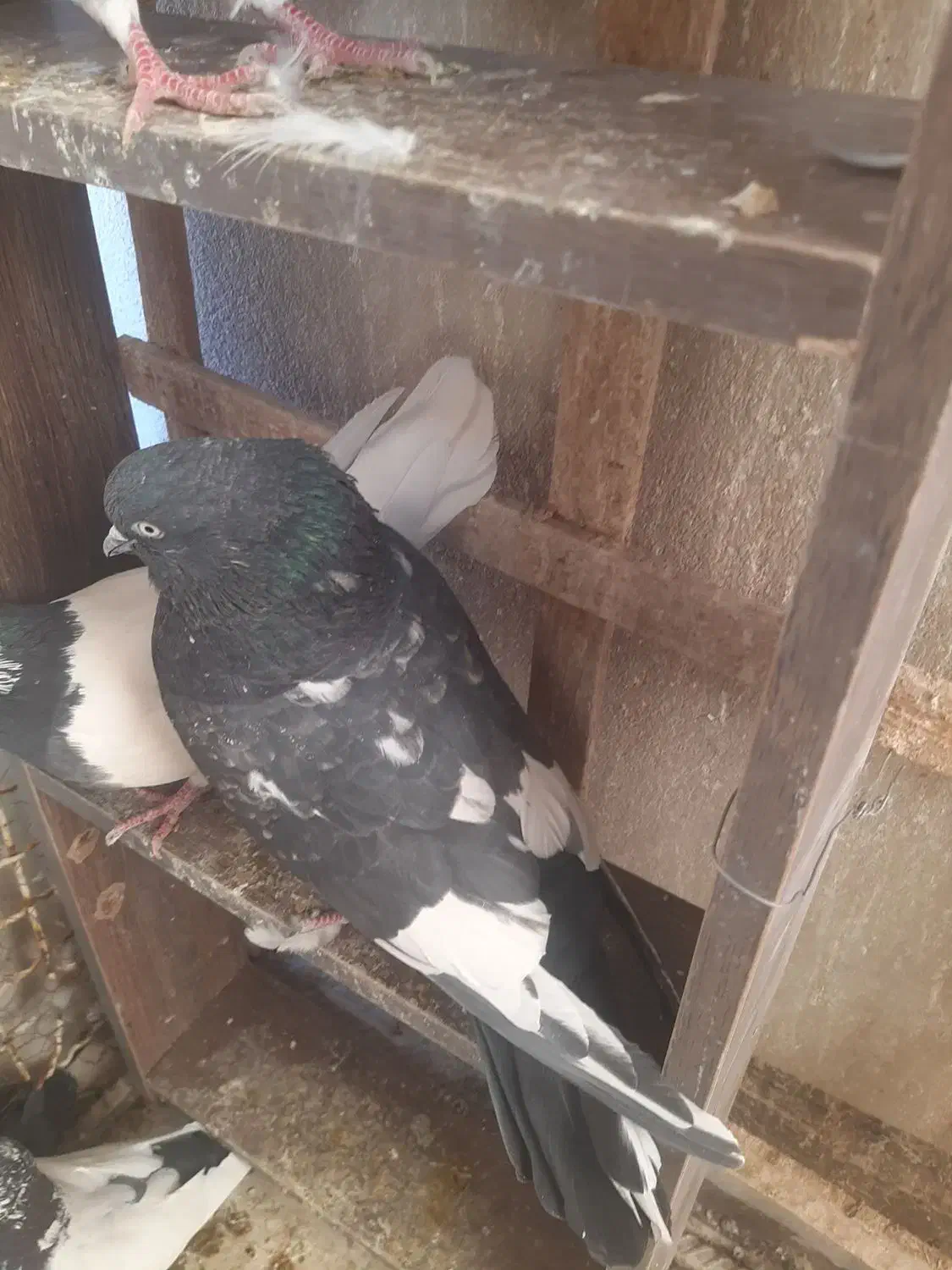 کبوتر کاشونی و کله ای هندی ابادانی|پرنده|شاهین‌شهر, خبرنگار|دیوار