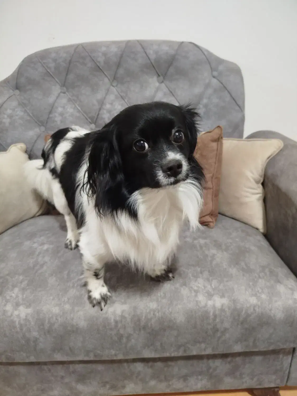 سگ نر|سگ|رشت, پاره بیجار|دیوار