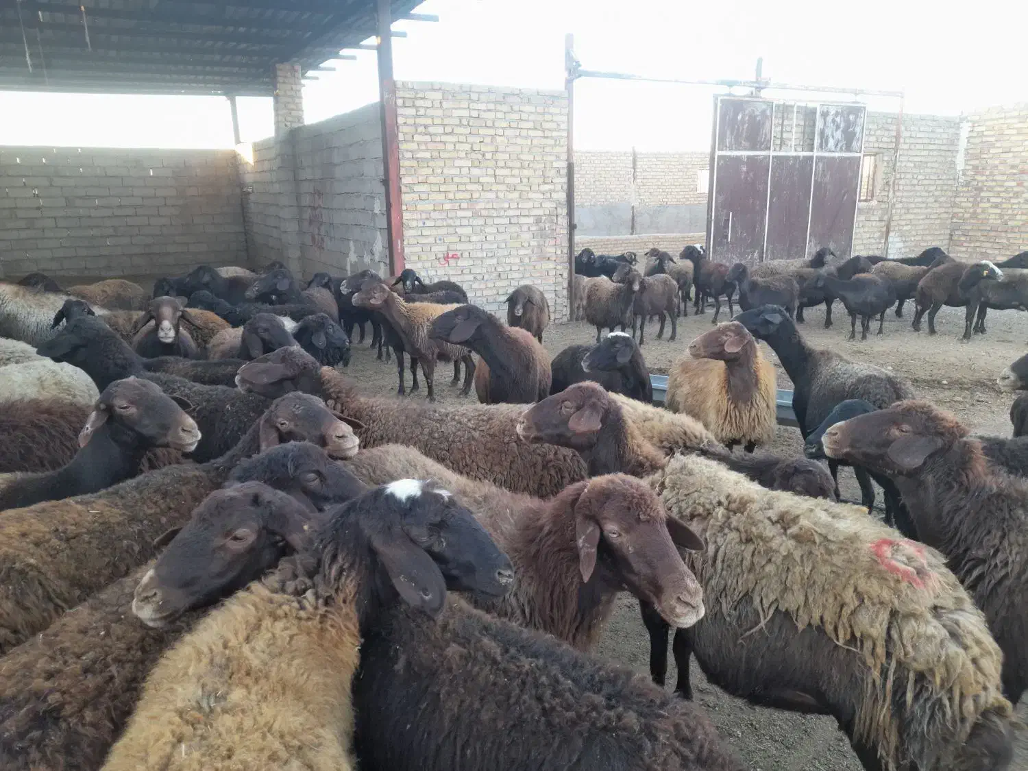 ۷۰ راس میش قزل افشار|حیوانات مزرعه|زنجانرود, |دیوار