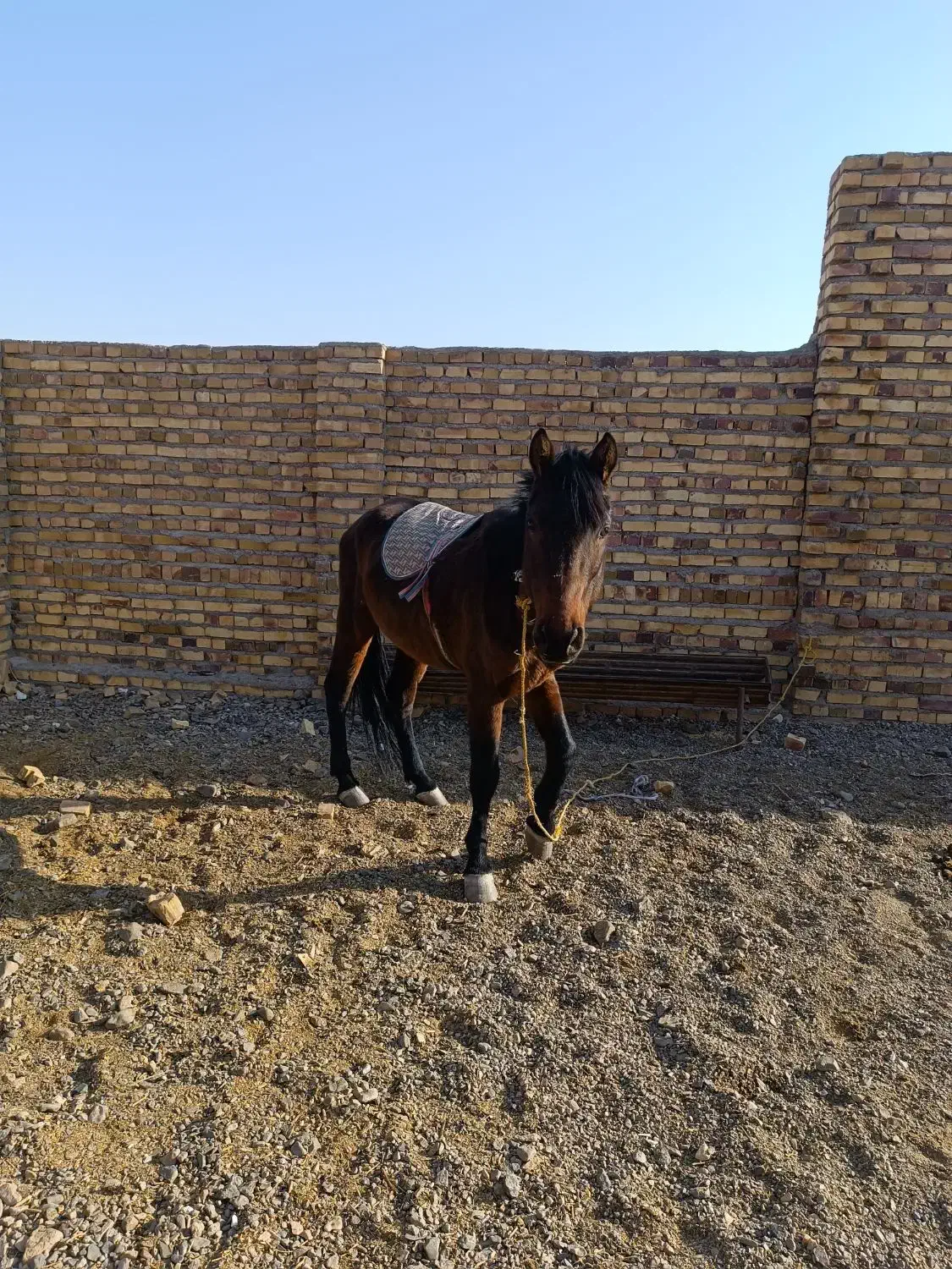 اسب|اسب و تجهیزات اسب‌سواری|تایباد, |دیوار