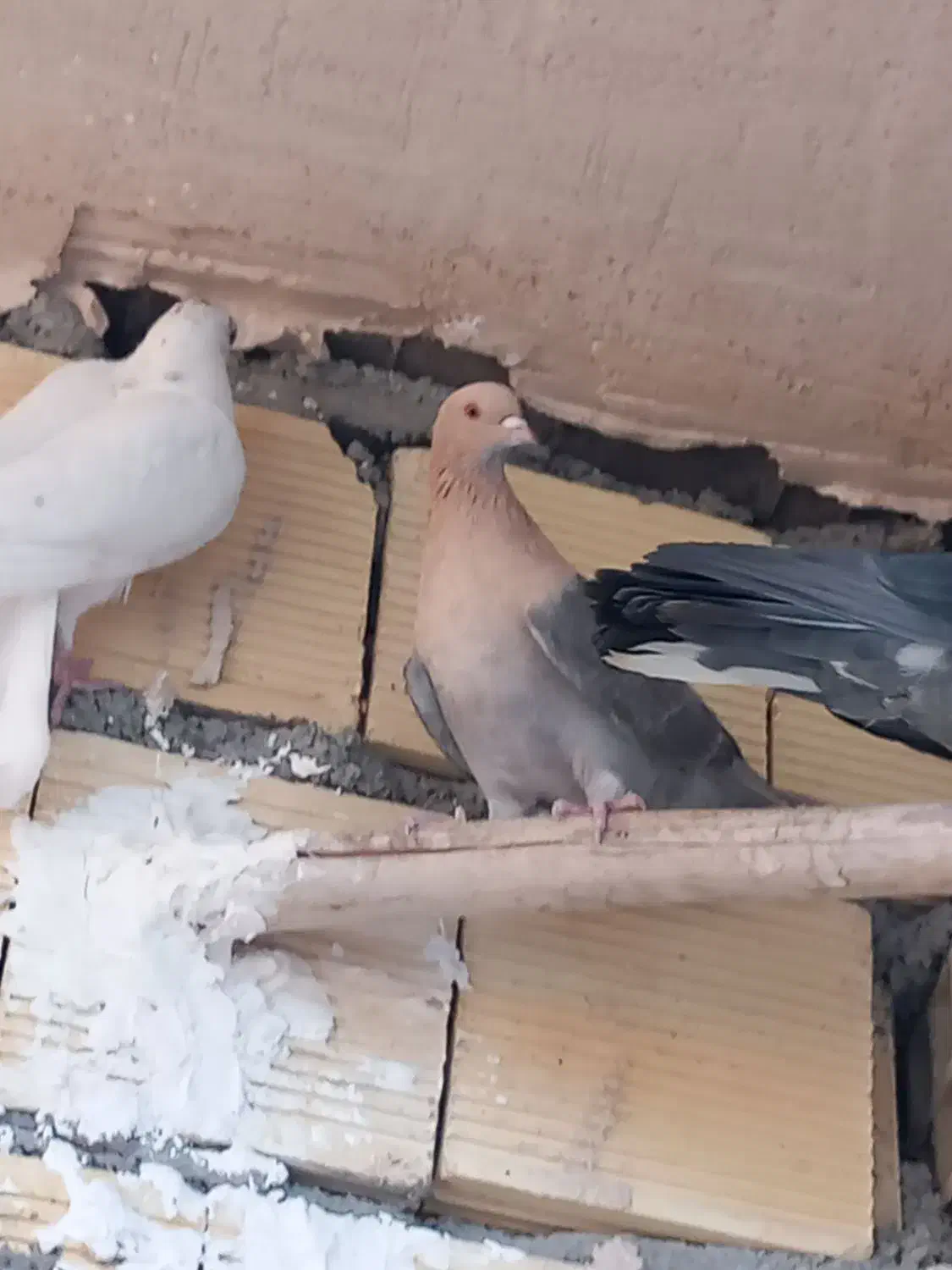 کبوتر|پرنده|زیباشهر, |دیوار