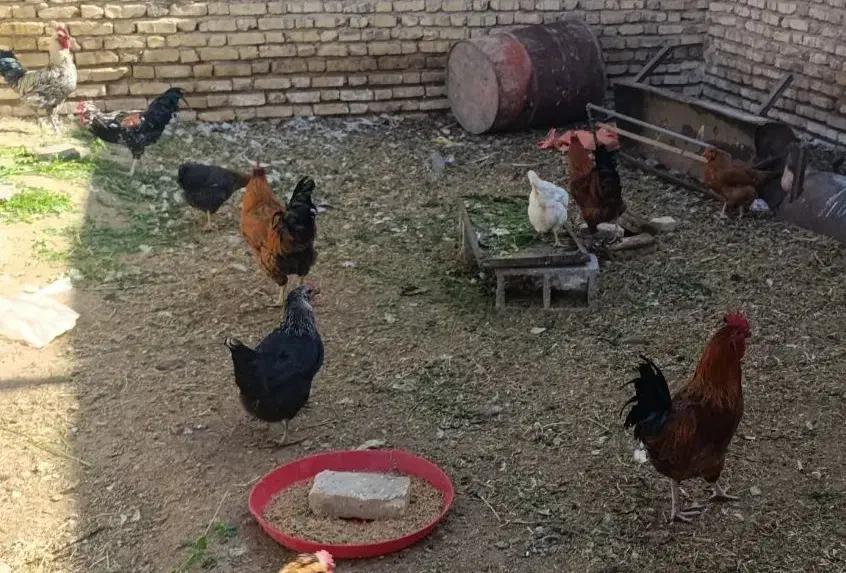 خروس خونگی بالغ جوان|پرنده|خاتم, |دیوار