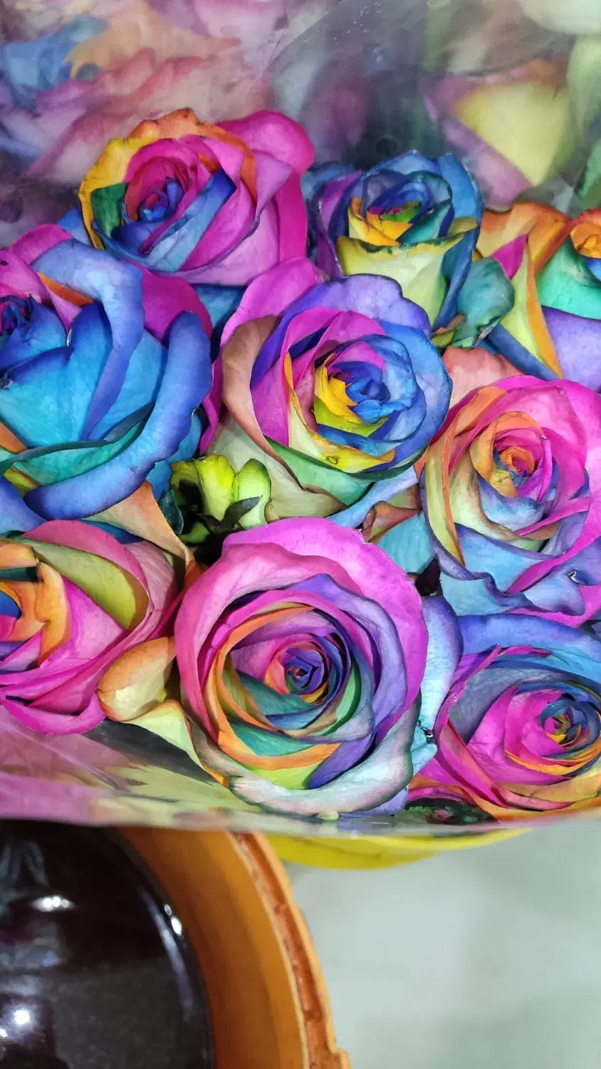 رز عمده از ۴۰۰ تا ۱/۲۰۰ بستگی ب قد و سرگل|گل و گیاه طبیعی|شیراز, رکنآباد|دیوار