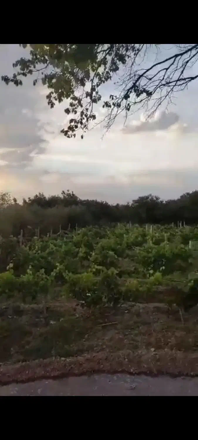 باغ میوه|فروش زمین و ملک کلنگی|جوکار, |دیوار