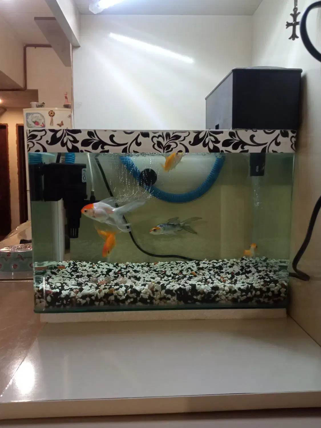 آکواریوم و ماهی|ماهی|مشهد, شهید آوینی|دیوار