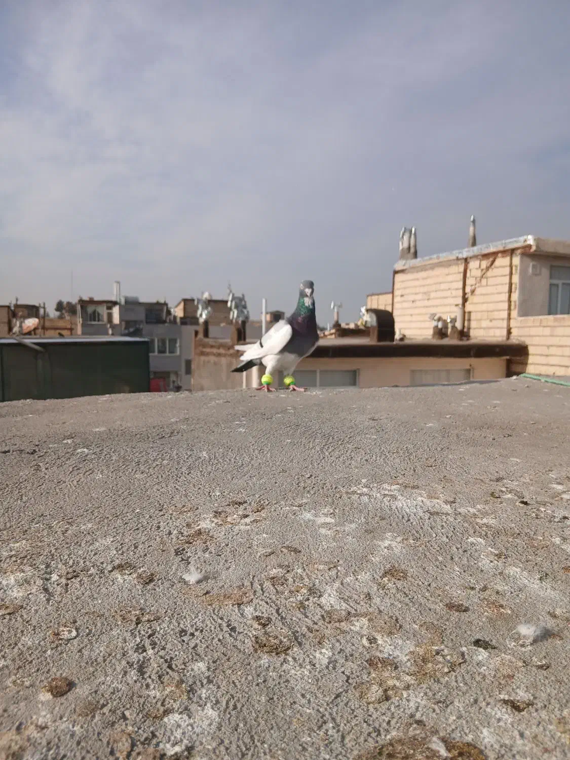 یهودی سبز|پرنده|شاندیز, |دیوار