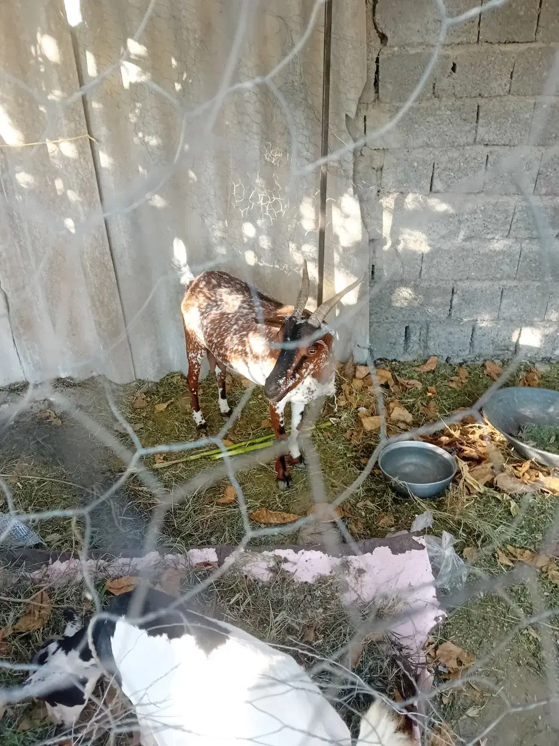 فروش۳تا کهره بربری|حیوانات مزرعه|بند زرک, |دیوار