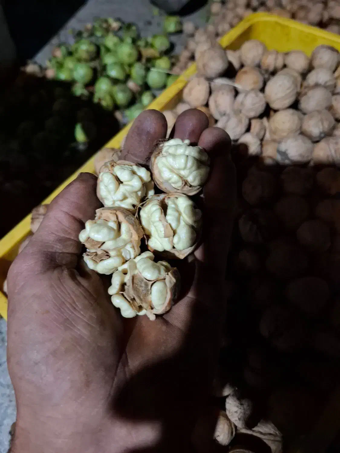 نهال گردوی محلی درجه یک|خدمات باغبانی و درختکاری|مراغه, |دیوار