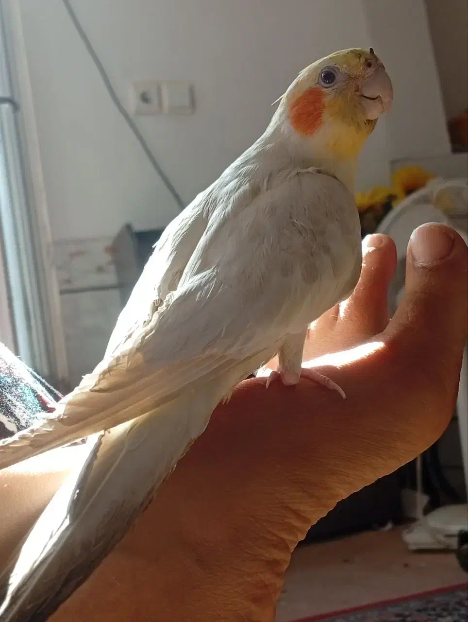 گمشده|حیوانات|لنجان, |دیوار