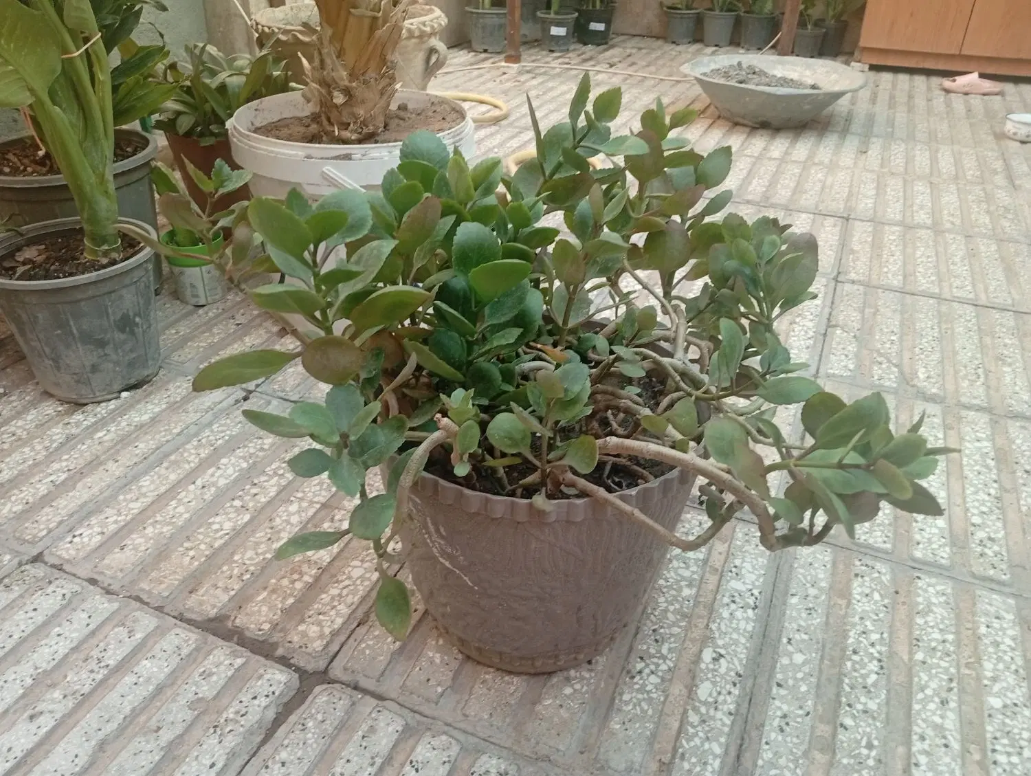 قاشقی|گل و گیاه طبیعی|سبزوار, شرق کال میانی|دیوار