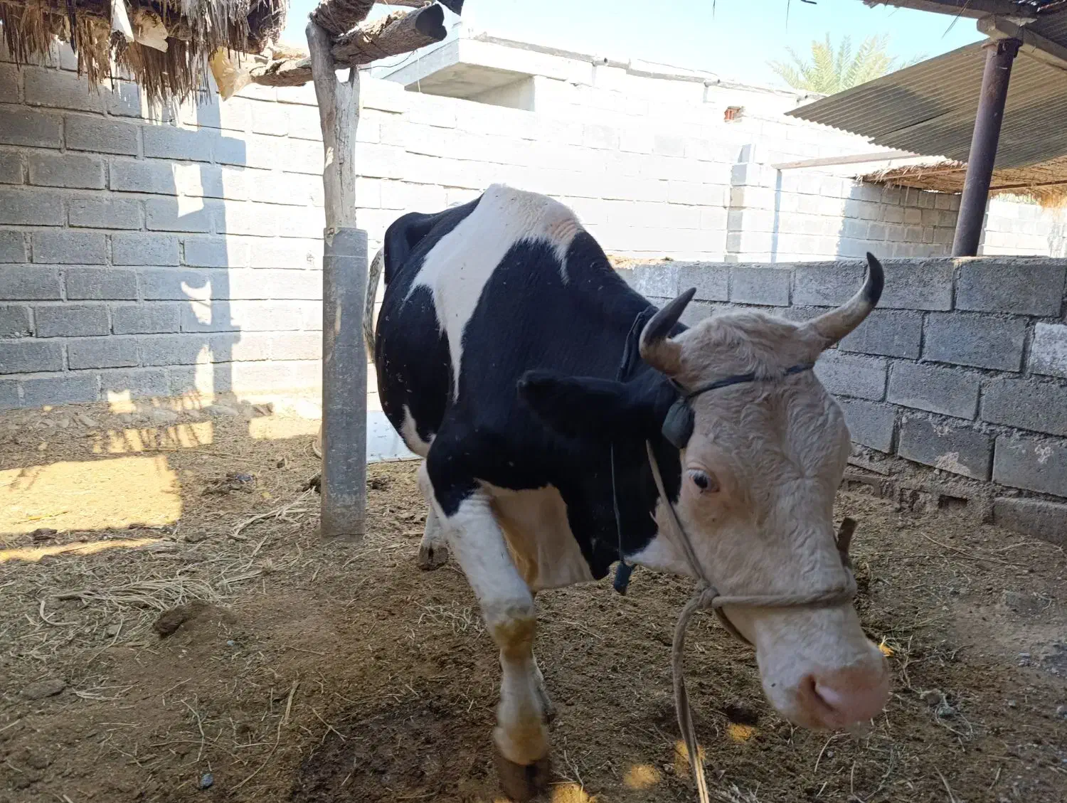 گاو و گوساله سمینتال|حیوانات مزرعه|بیکاه, |دیوار