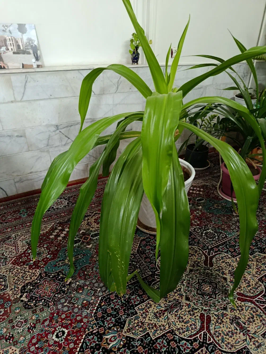 گل سوسن|گل و گیاه طبیعی|یزد, |دیوار