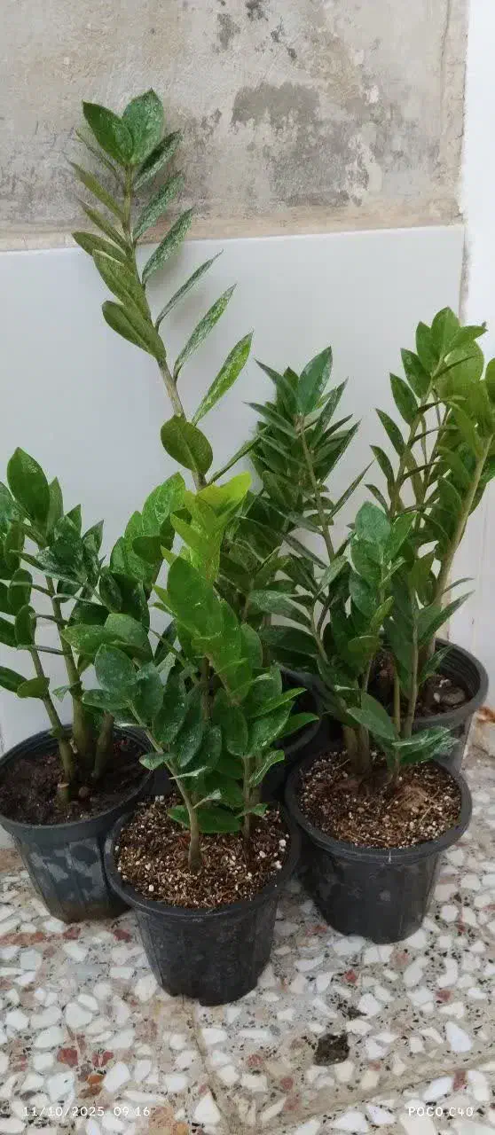 تخفیف گل تا امشب|گل و گیاه طبیعی|قم, زاد|دیوار