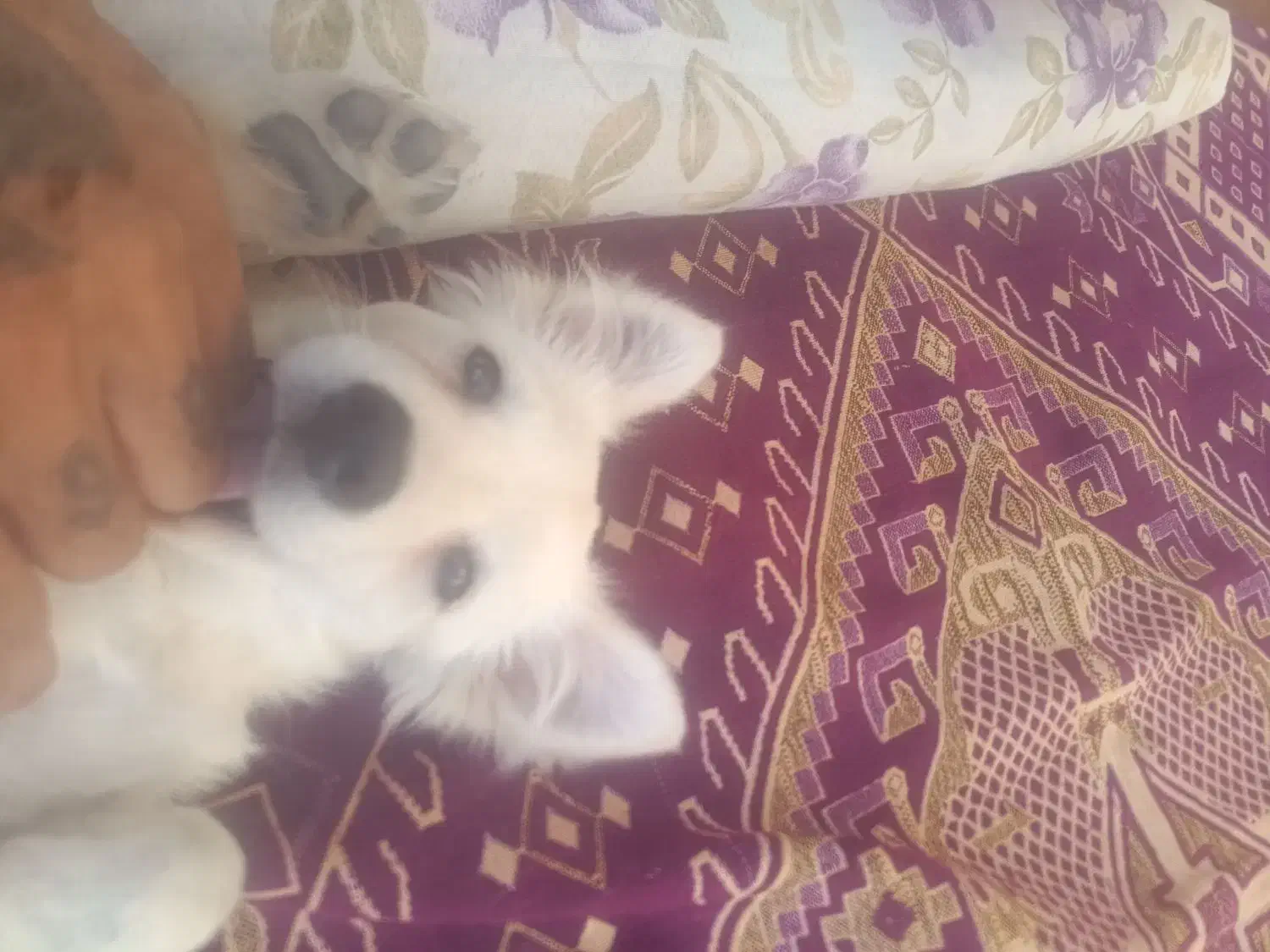 سگ پامر و اشپیتز|سگ|شیراز, مسلم|دیوار