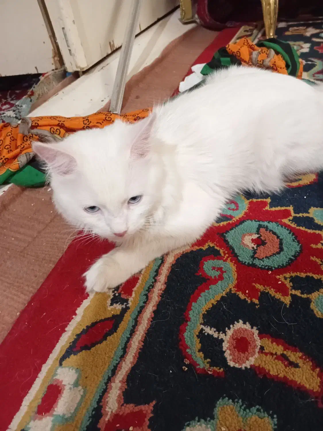 گربه پرشین|گربه|تبریز, |دیوار