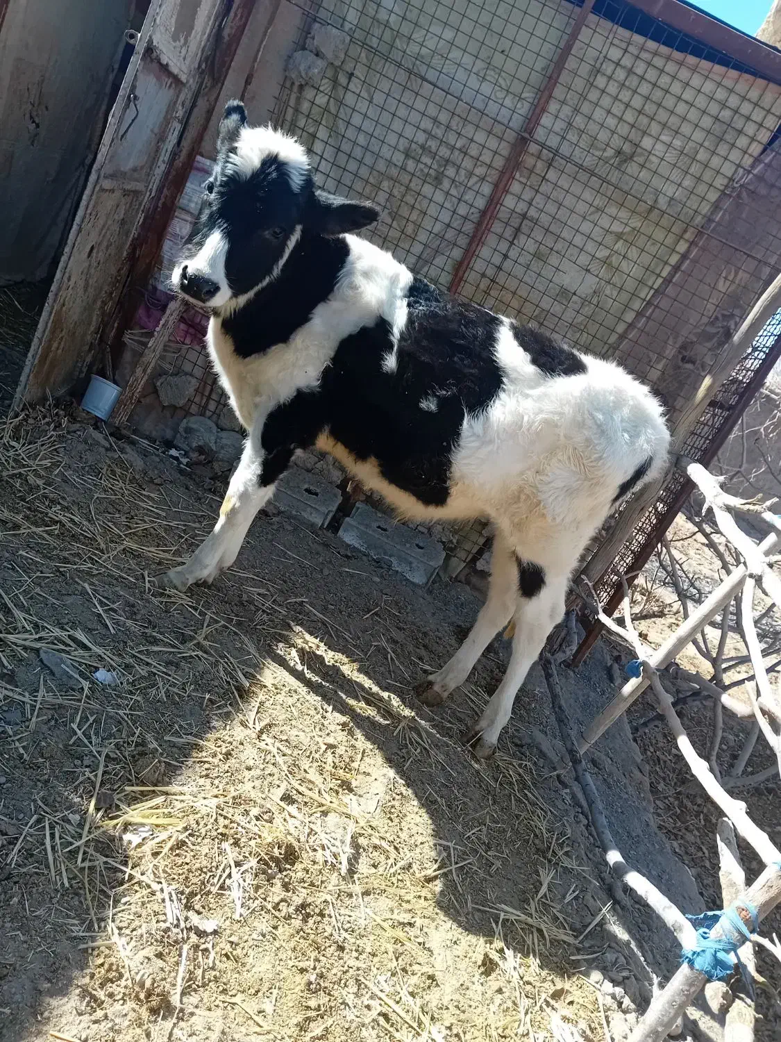 گوساله نر|حیوانات مزرعه|یزدان شهر, |دیوار