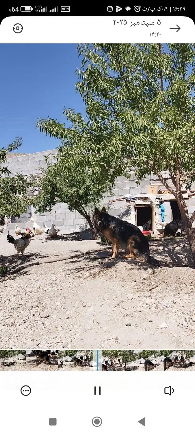 سگ ژرمن|سگ|اسکو, |دیوار