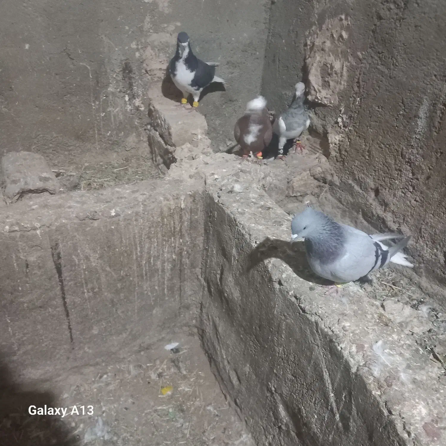 کبوتر پرشی|پرنده|اسفرورین, |دیوار