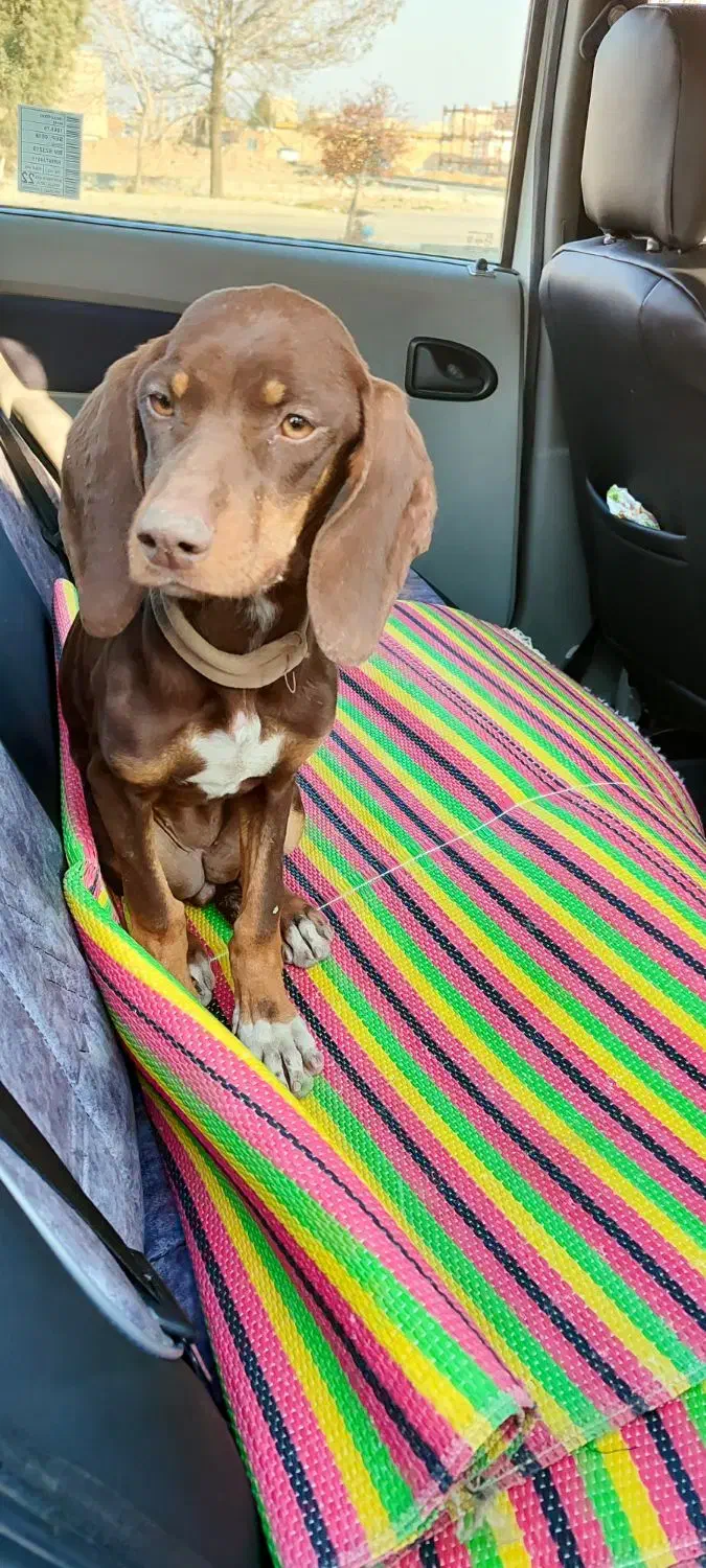 واگذاری یک جفت سگ پوینترشکاری|سگ|صفادشت, |دیوار