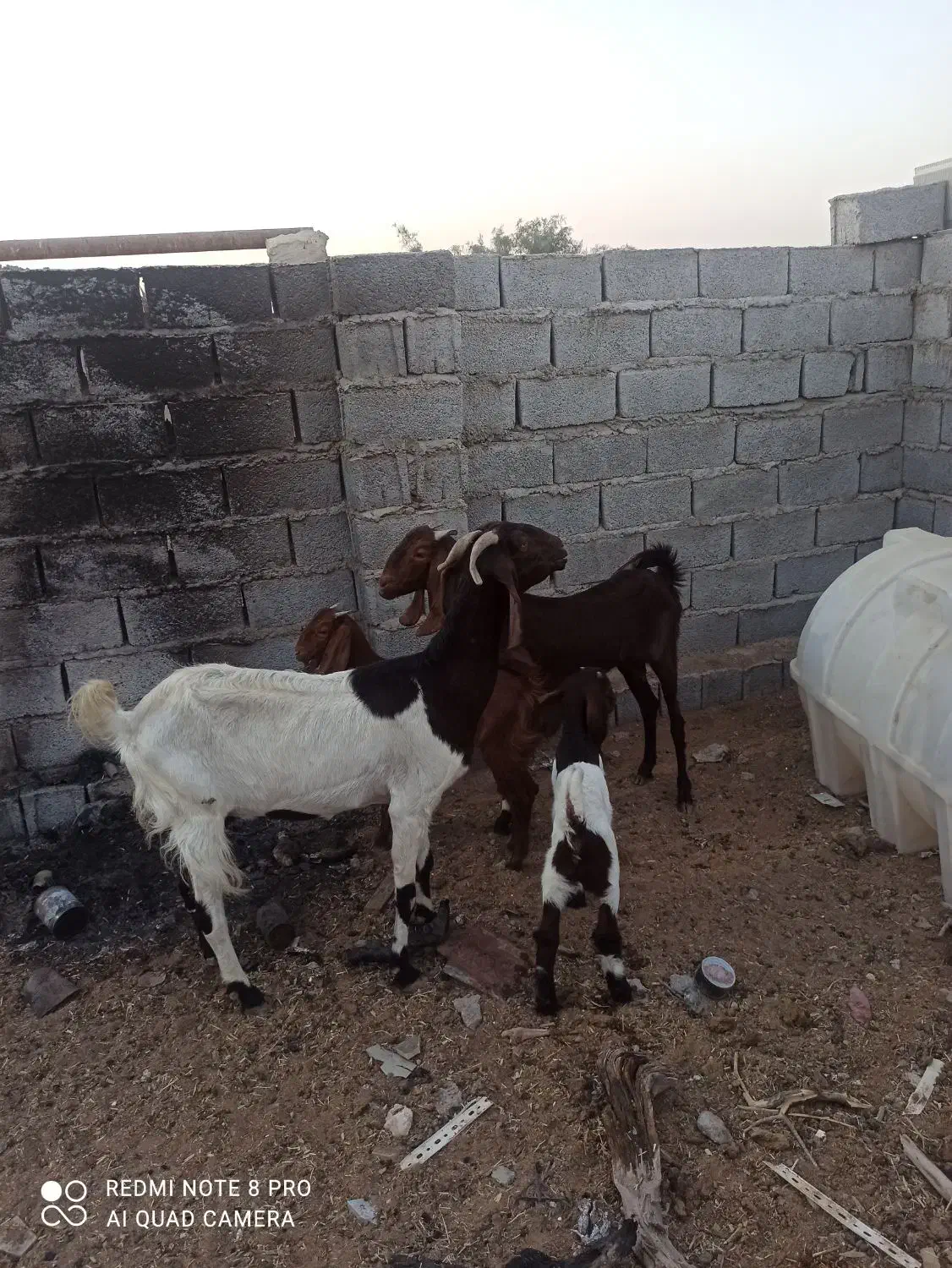 بز مطفل|حیوانات مزرعه|خرمشهر, |دیوار