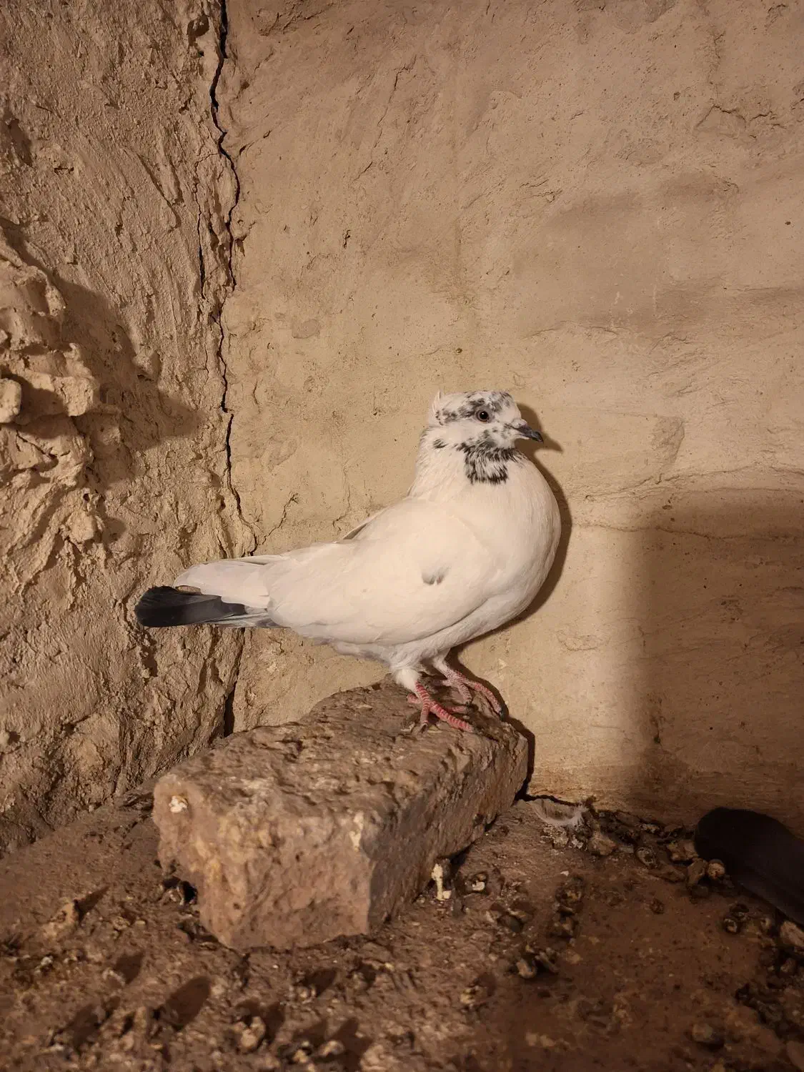 کله دم سبز ماده|پرنده|میانه, |دیوار