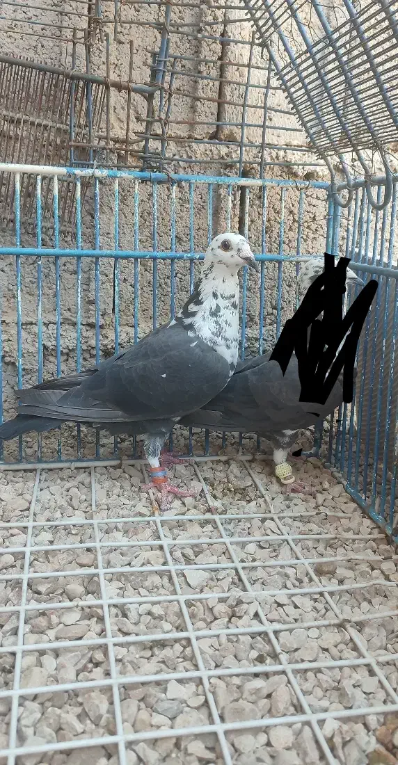 سینه سفید نر|پرنده|خشت, |دیوار