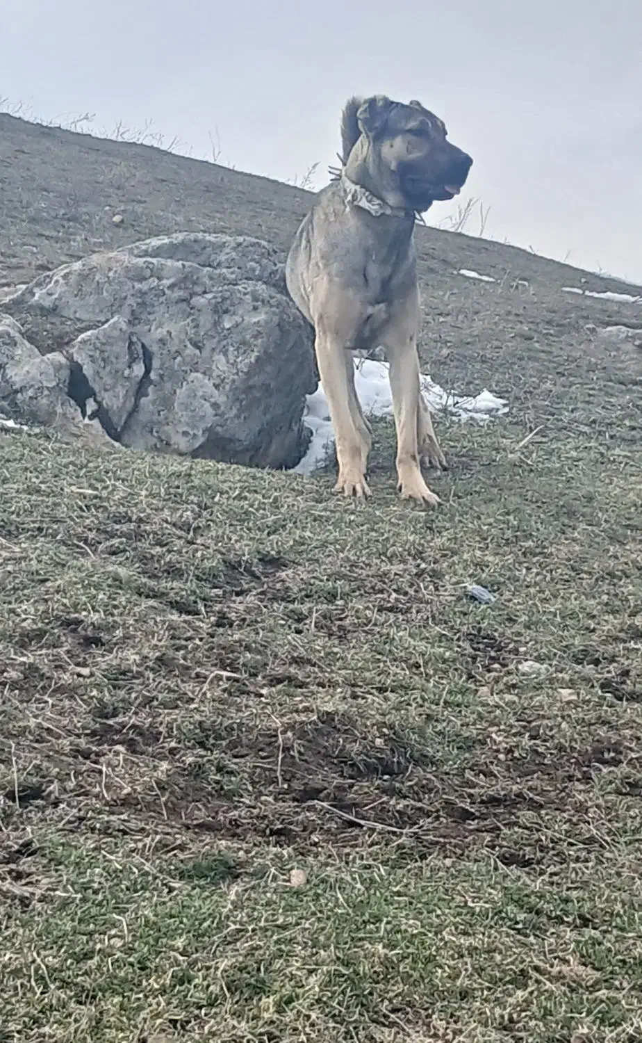 سرابی ۲ ساله|سگ|دره رود, |دیوار