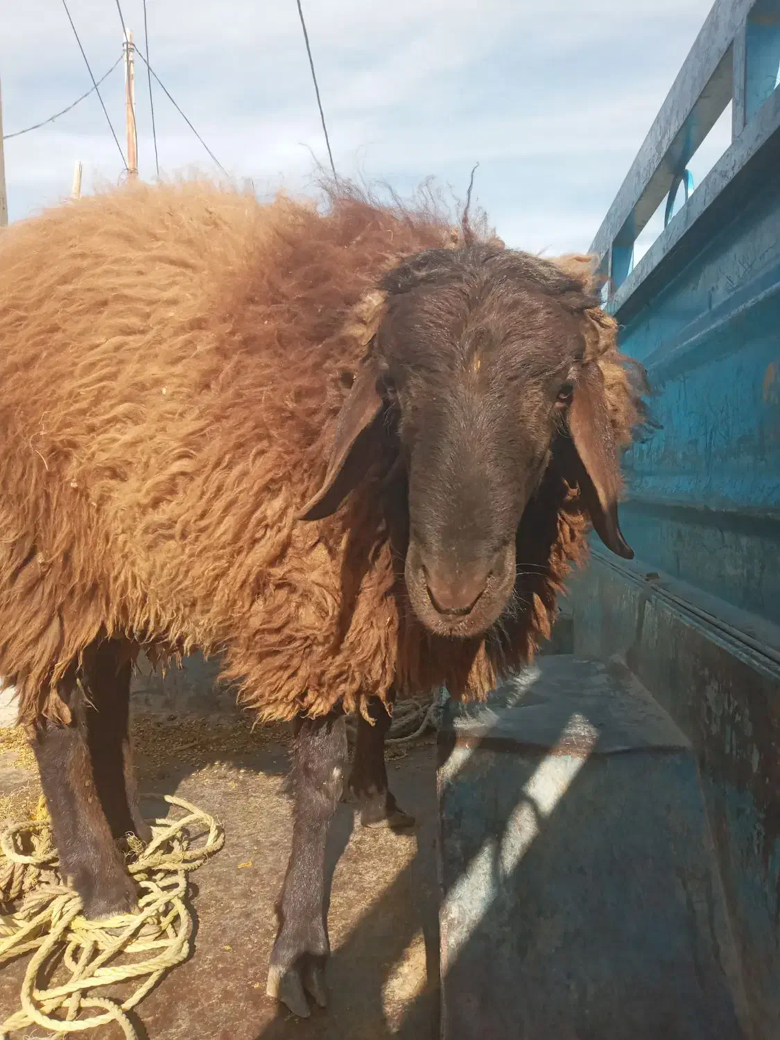 بره نرهترو وهمو بذری|حیوانات مزرعه|اسفراین, |دیوار