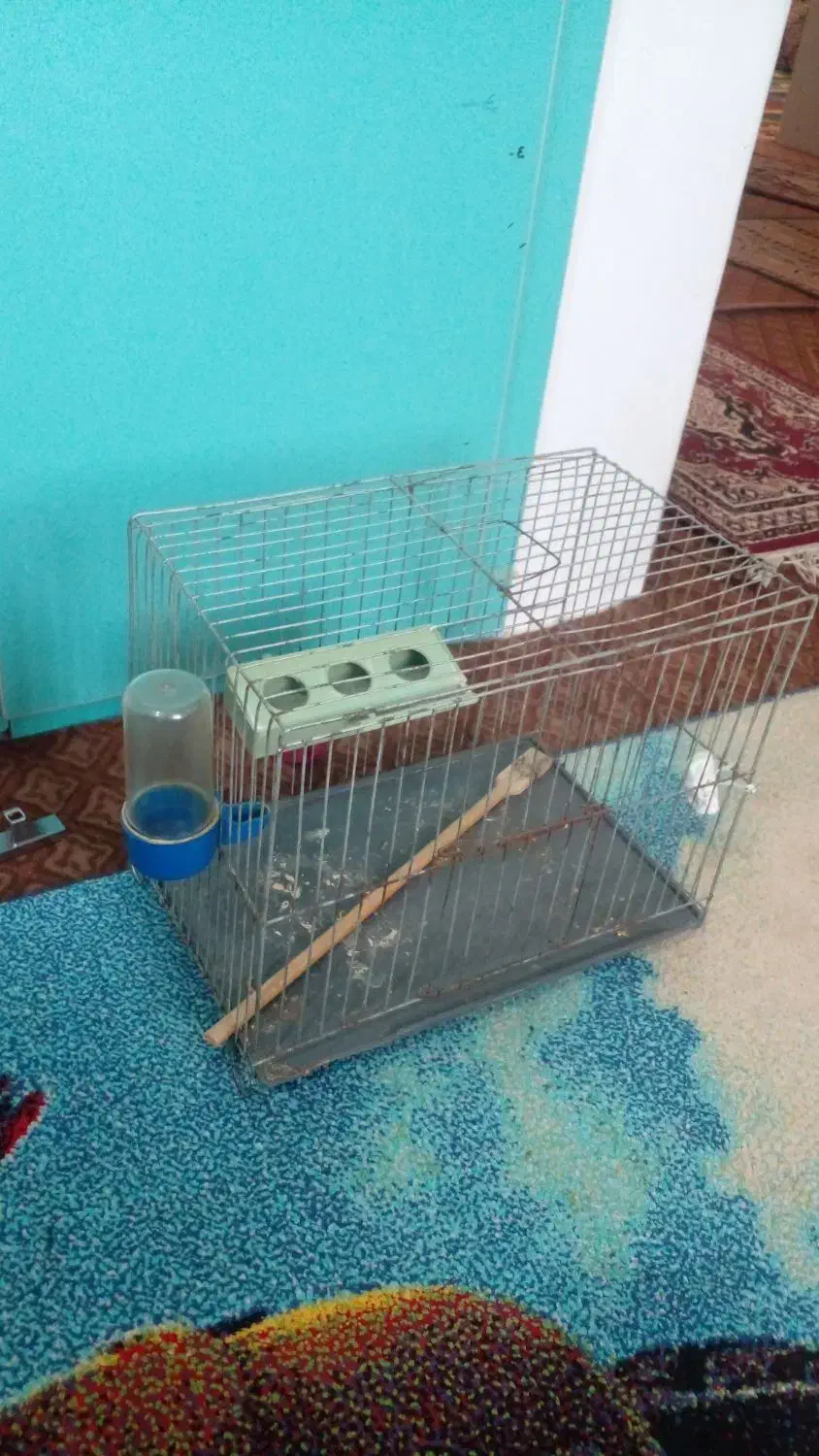 قفس کوچک پرنده|لوازم جانبی حیوانات|دابودشت, |دیوار