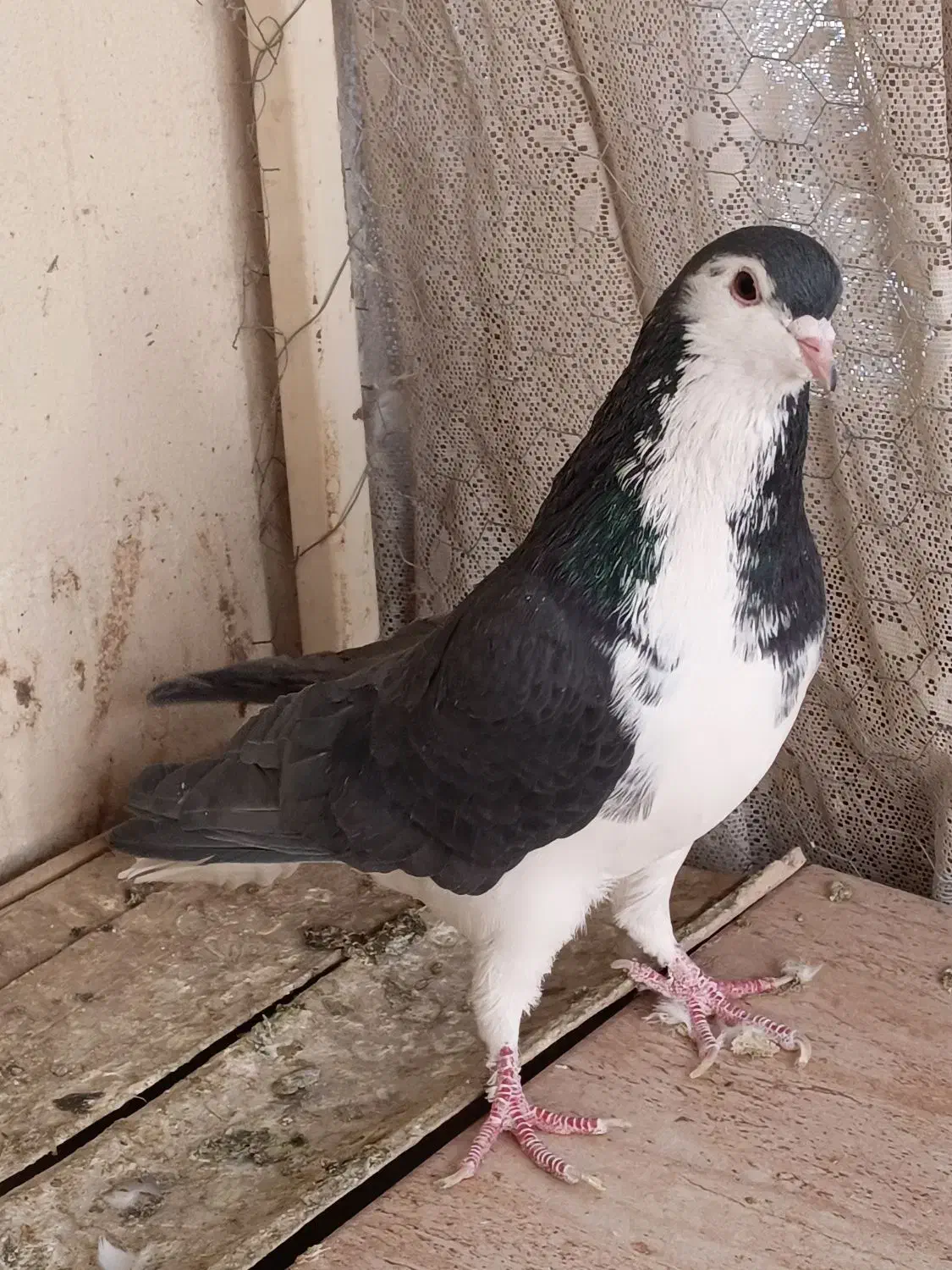 کبوتر دمگیر بدرنگ طوقی شیرازی|پرنده|شاهین‌شهر, نبوت|دیوار