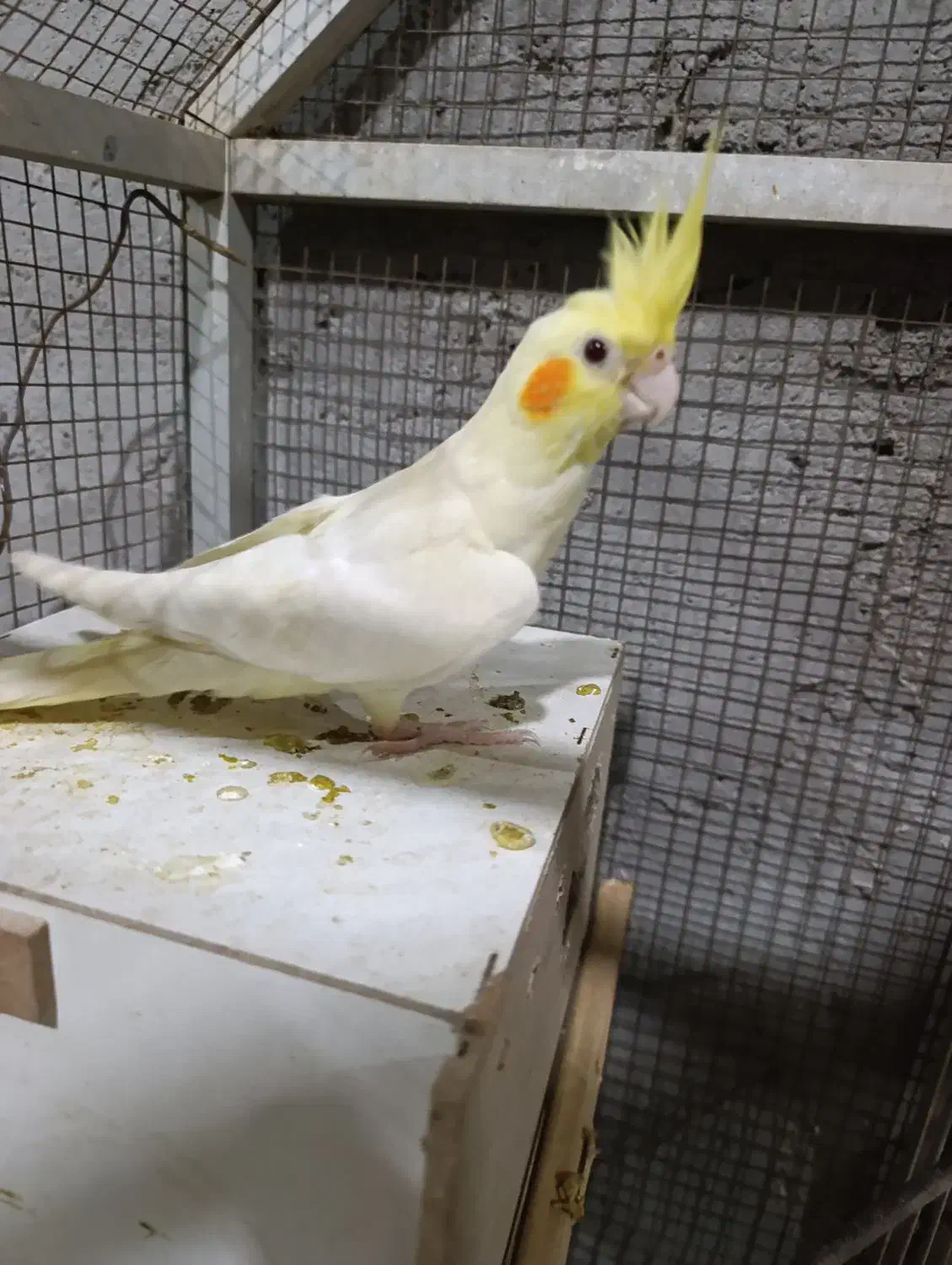 جوجه عروس هلندی|پرنده|باوی, |دیوار