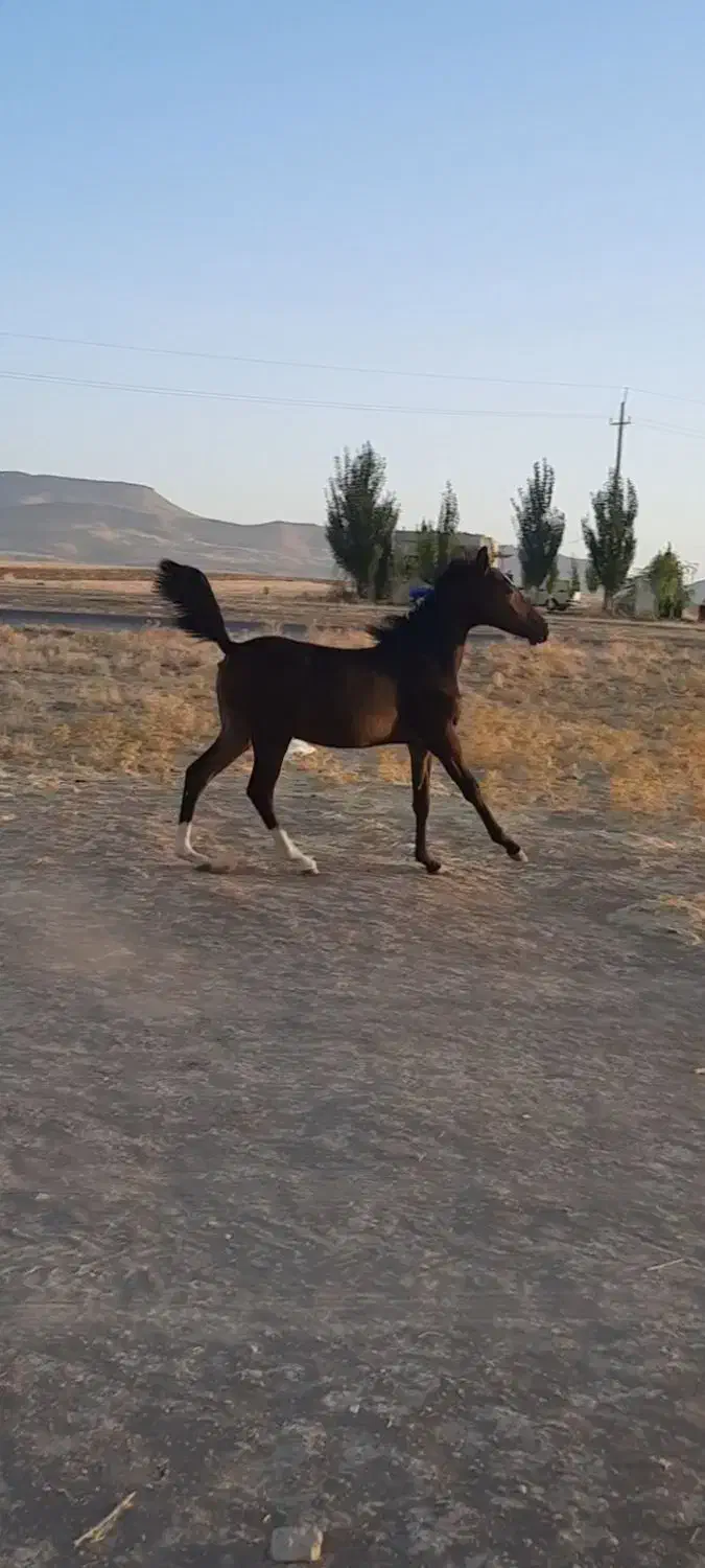 کره مادیان کرد|اسب و تجهیزات اسب‌سواری|ماهیدشت, |دیوار