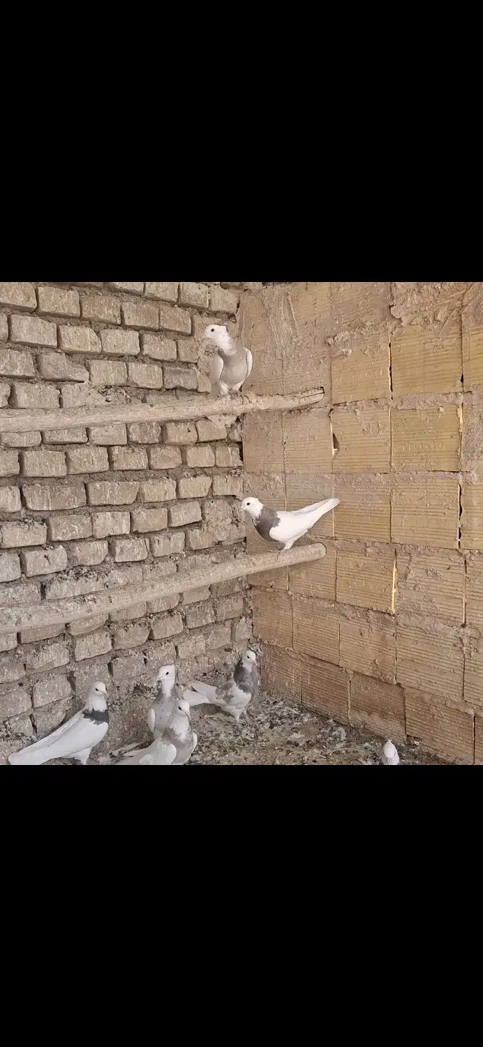 ۱۰ تا طوقی غلط دار|پرنده|بافق, |دیوار