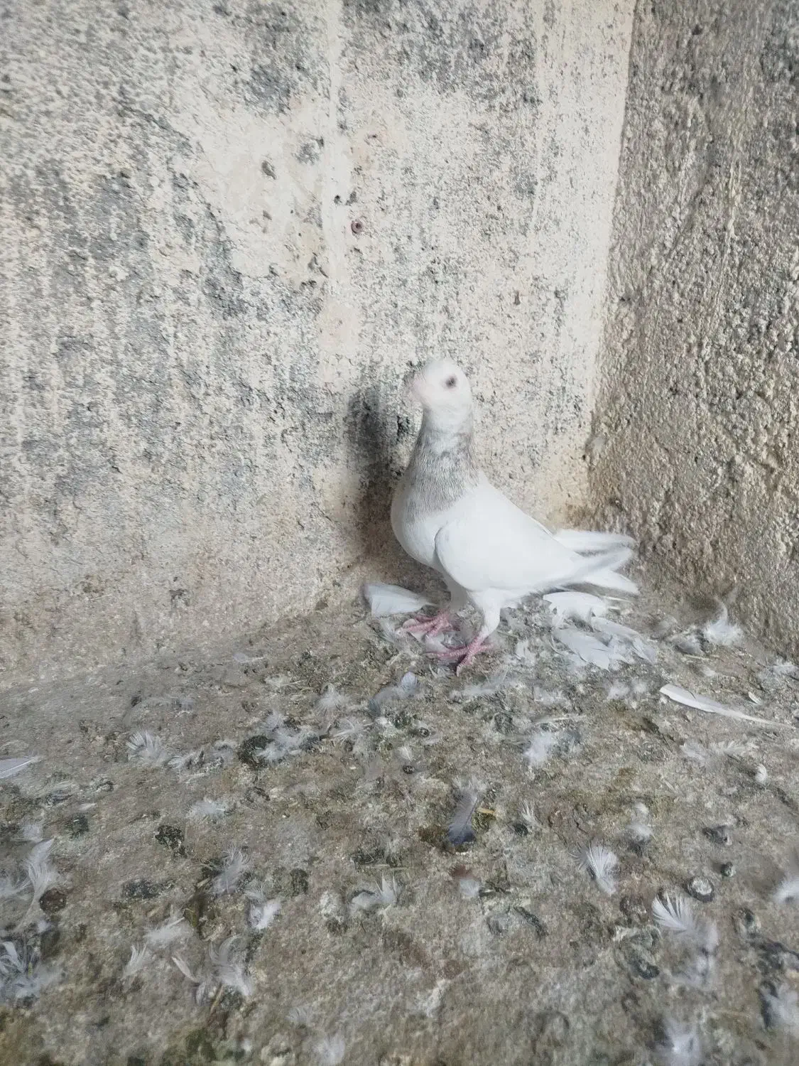 سرور نر خوشگل|پرنده|تربت جام, مسکن مهر|دیوار