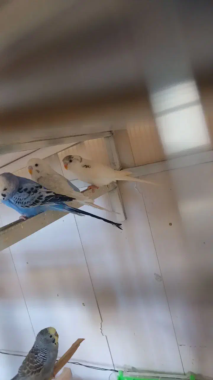 پرنده|پرنده|سراب, |دیوار