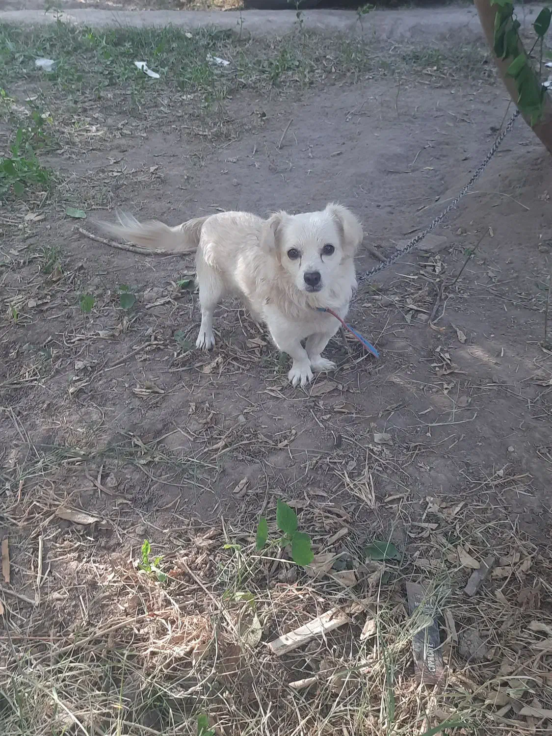 سگ اشپیتز پامر نر. ۲۵۰۰ ق|سگ|نرماشیر, |دیوار