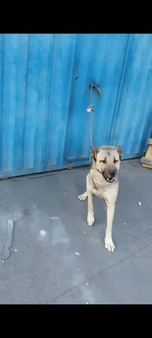 سگ سراب|سگ|اشتهارد, |دیوار