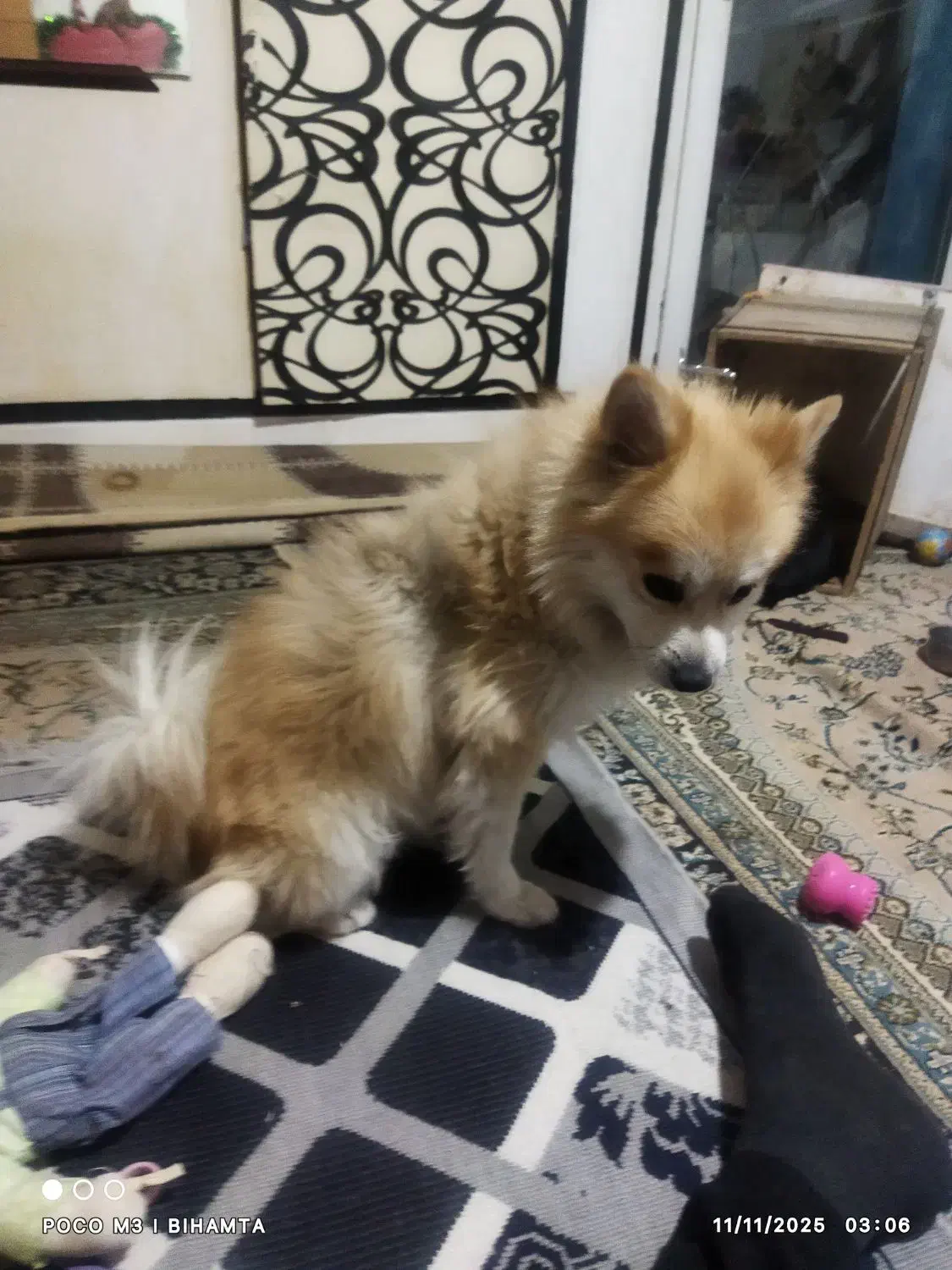 فروش حیوان خانگی سگ پامر روباه۴|سگ|محمدشهر, شهرک پیام (مهرالبرز)|دیوار