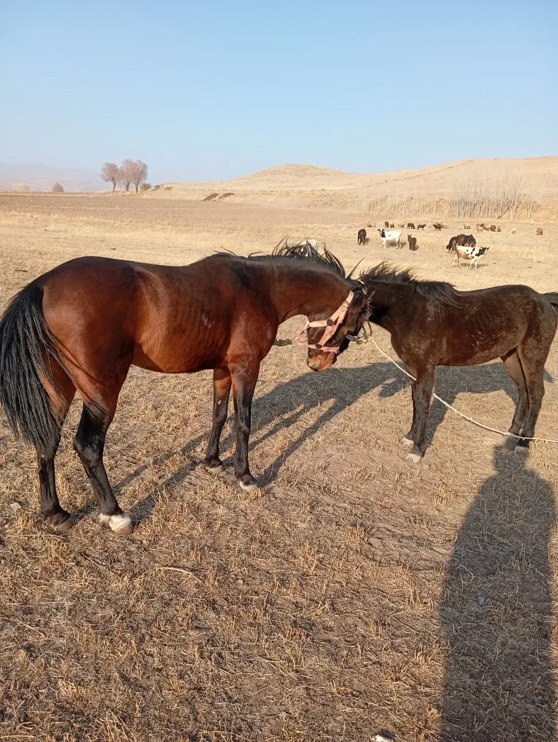 یک عدد اسب یورقا|اسب و تجهیزات اسبسواری|ورزقان, |دیوار