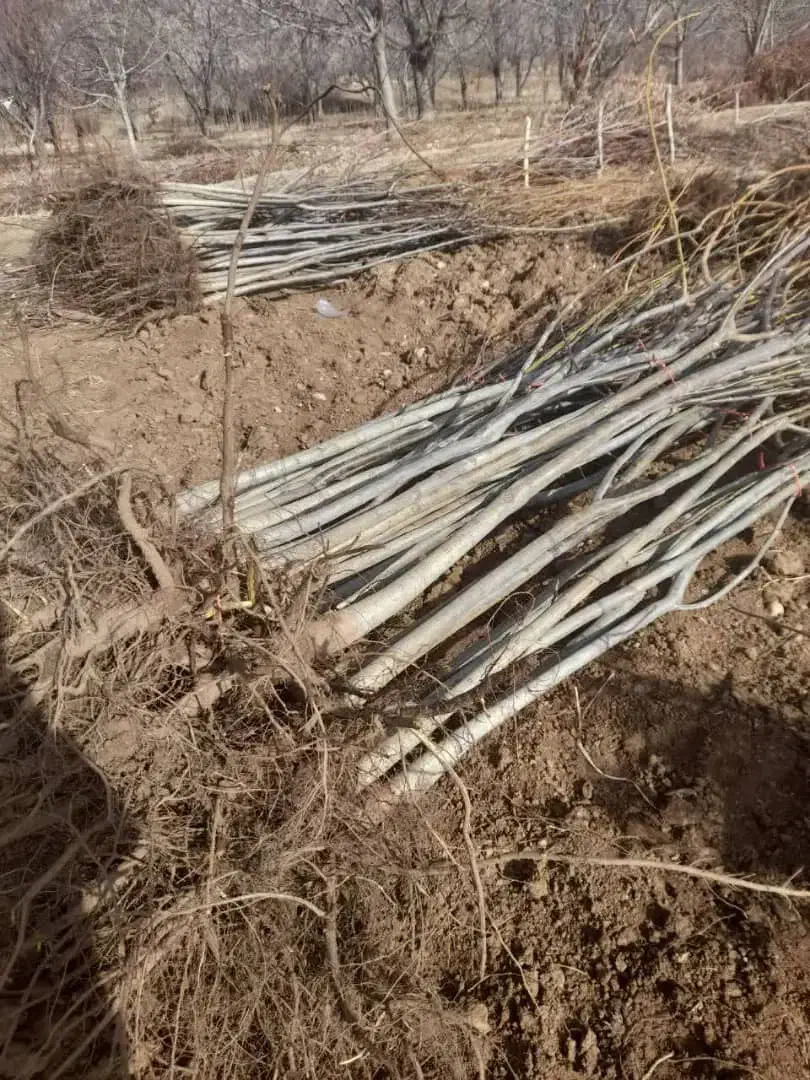 کاشت و توزیع نژاد های خـاص نـهـال|خدمات باغبانی و درختکاری|گرمی, |دیوار