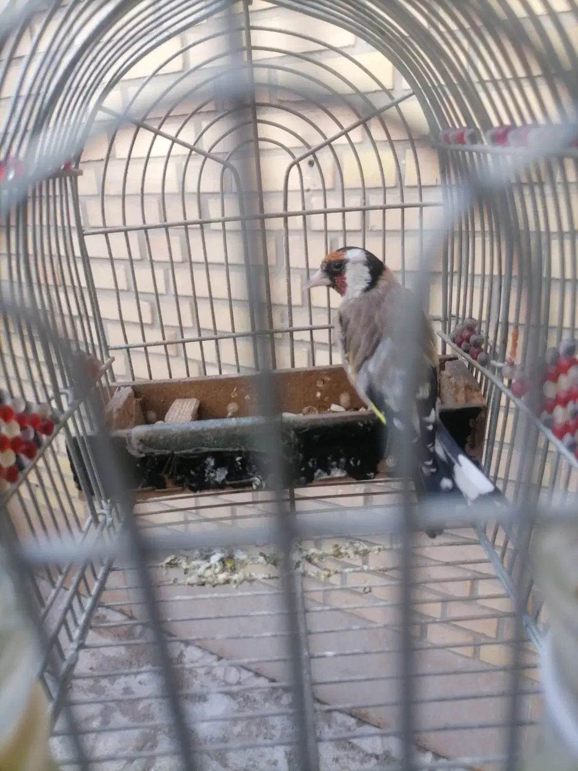 سهره دهن دار|پرنده|مرودشت, ابوذر جنوبی|دیوار