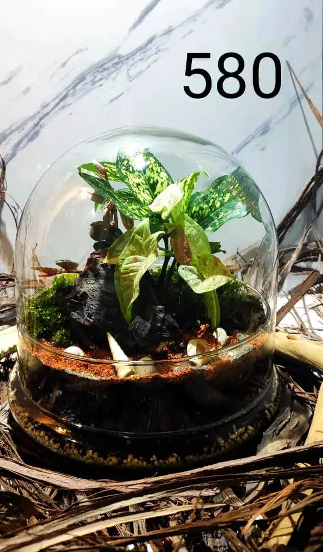 تراریوم تزیینی شیک تک به قیمت عمده|گل و گیاه طبیعی|شیراز, شهرک ولیعصر|دیوار