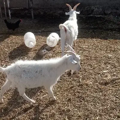 نر بزغاله سانن|حیوانات مزرعه|شاهرود, |دیوار